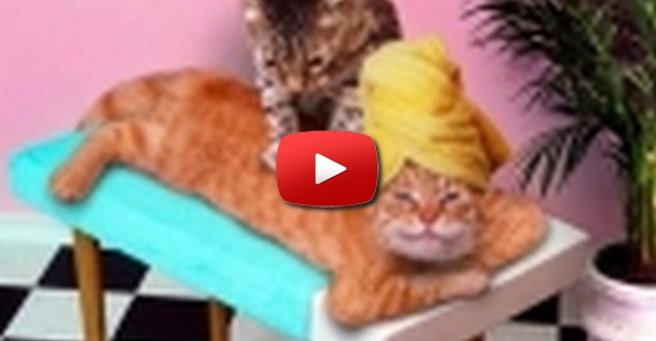 Massagem do Gato ao Gato